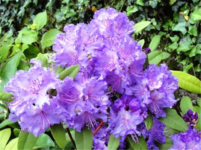 rododendron2